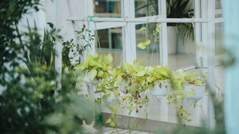 Cây cối xung quanh ngôi nhà nhỏ homestay