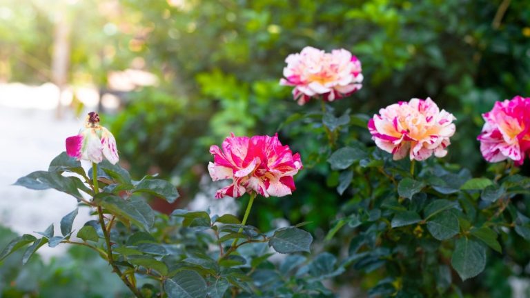 Hoa trồng ở Ngôi nhà nhỏ Lagi homestay